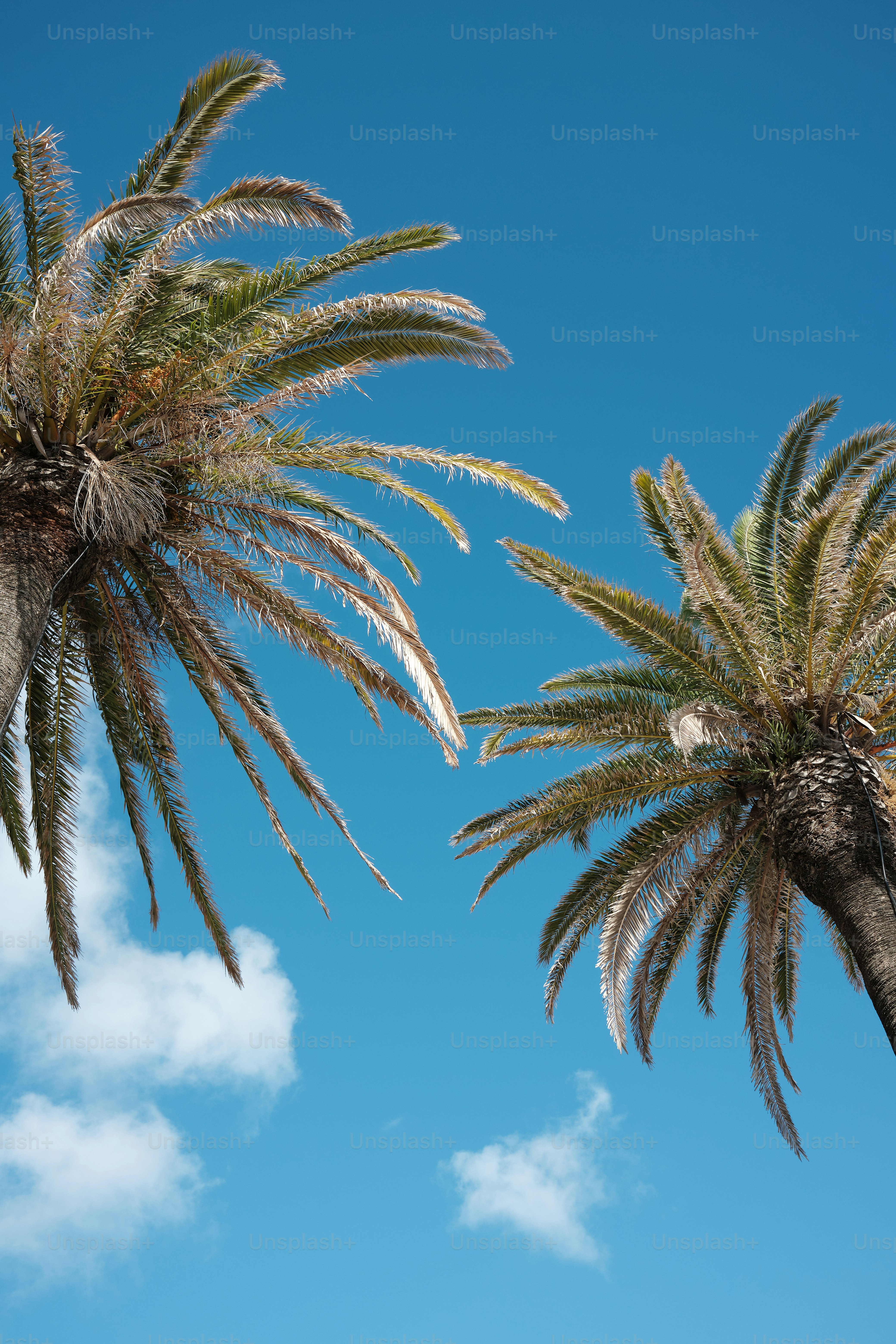 un paio di palme che sono una accanto all'altra