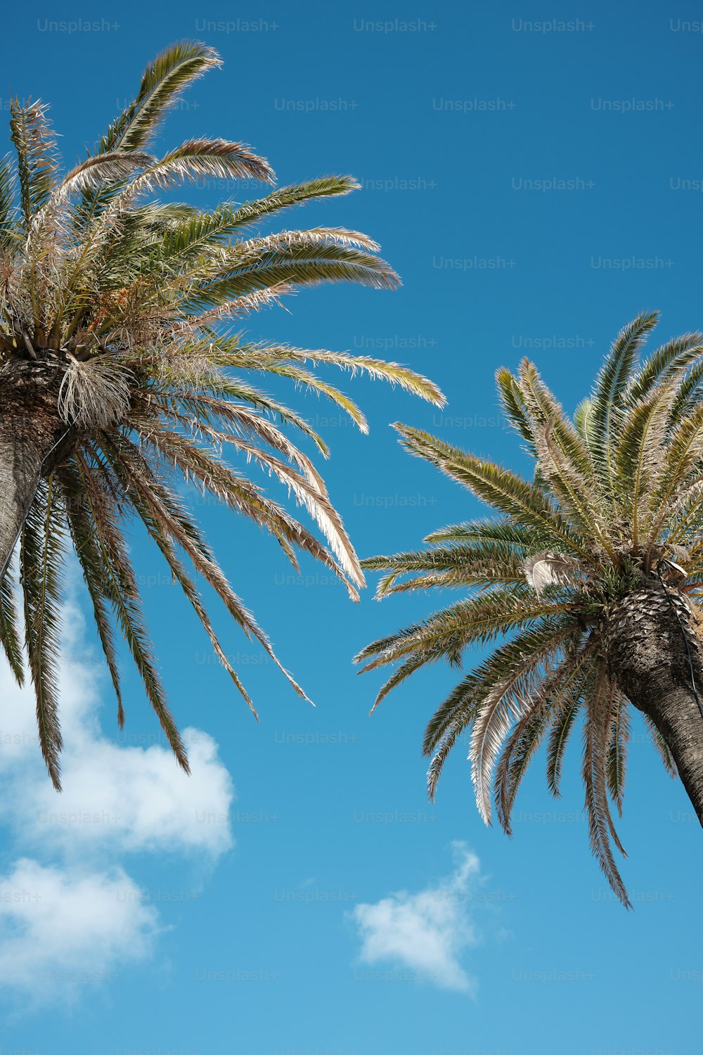 un couple de palmiers qui sont côte à côte