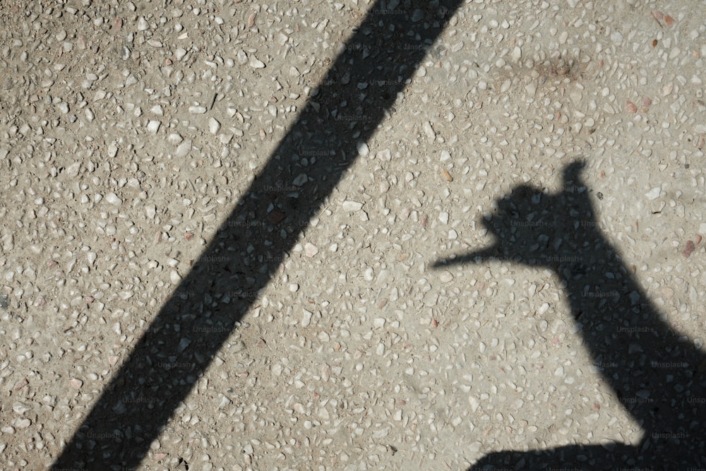 a shadow of a giraffe on the ground