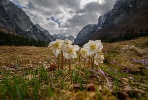 Eine Gruppe weißer Blumen sitzt auf einem grasbewachsenen Feld