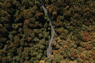 Una strada tortuosa nel mezzo di una foresta