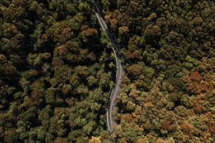 a winding road in the middle of a forest