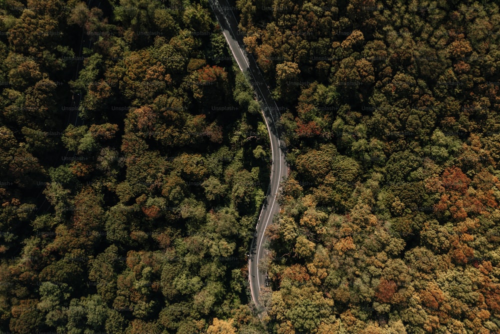 Eine kurvenreiche Straße mitten im Wald