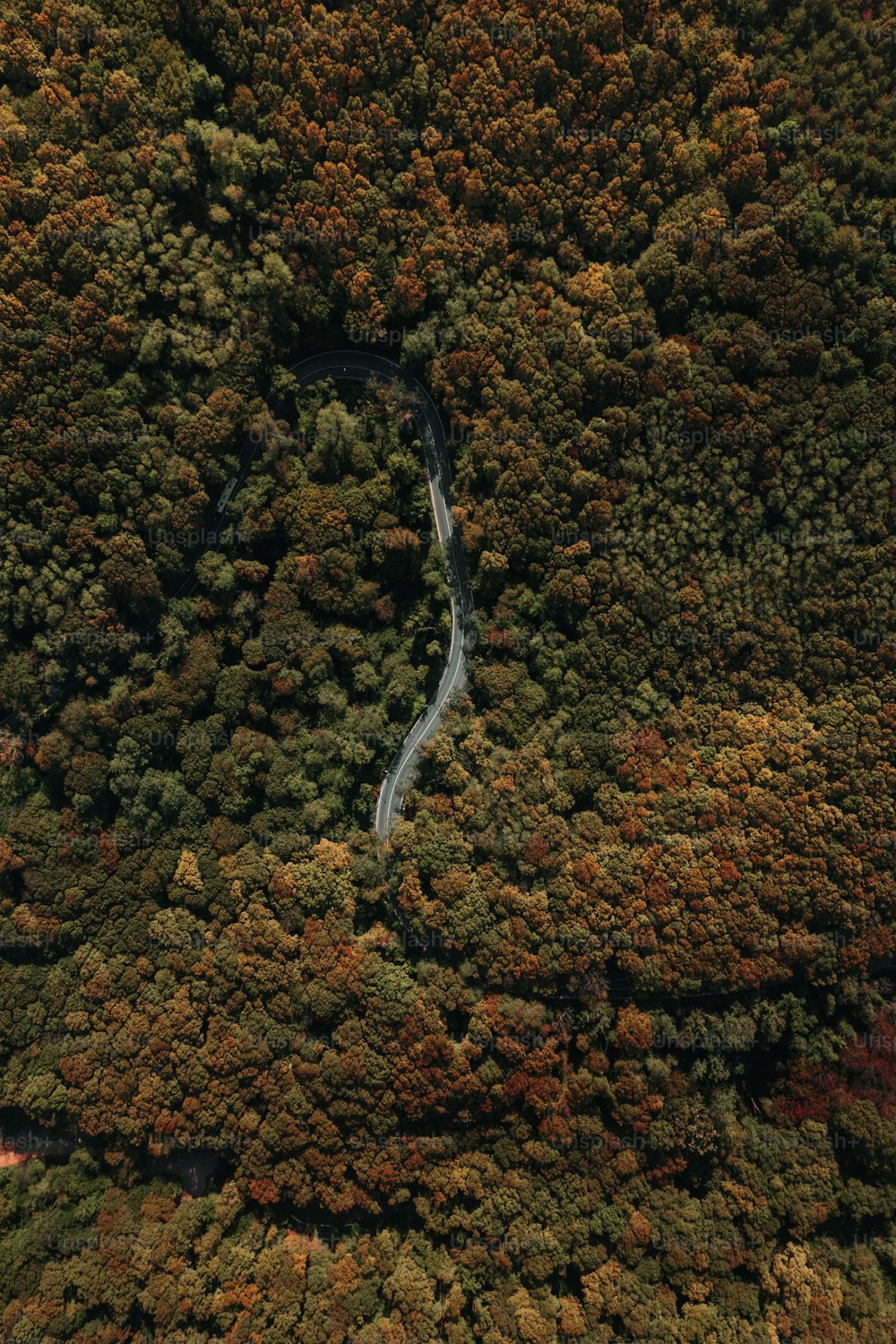 an aerial view of a river running through a forest