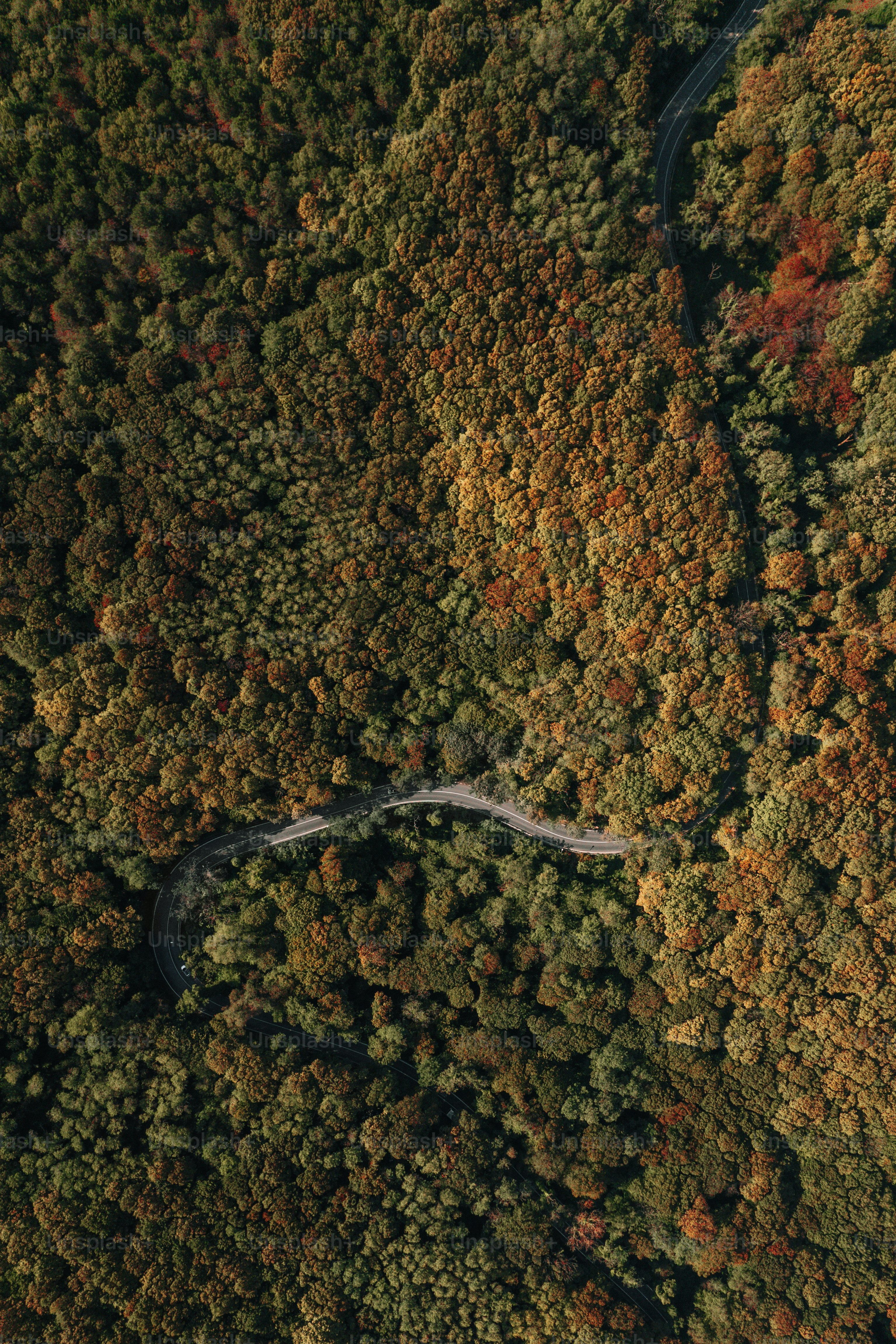 Uma estrada sinuosa no meio de uma floresta
