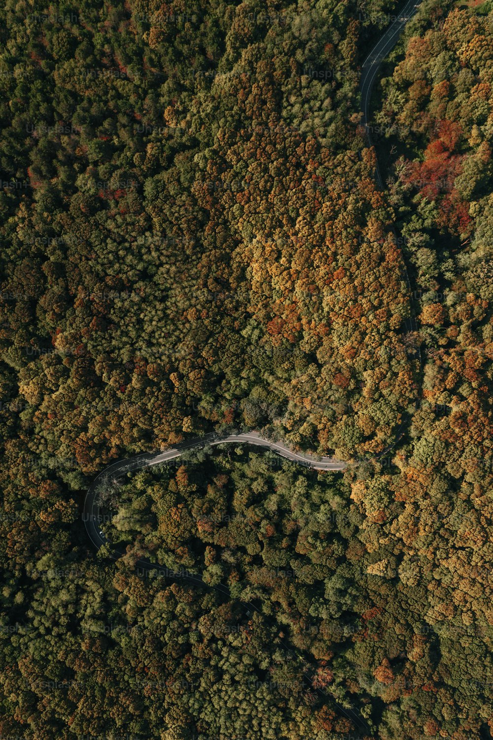 Eine kurvenreiche Straße mitten im Wald