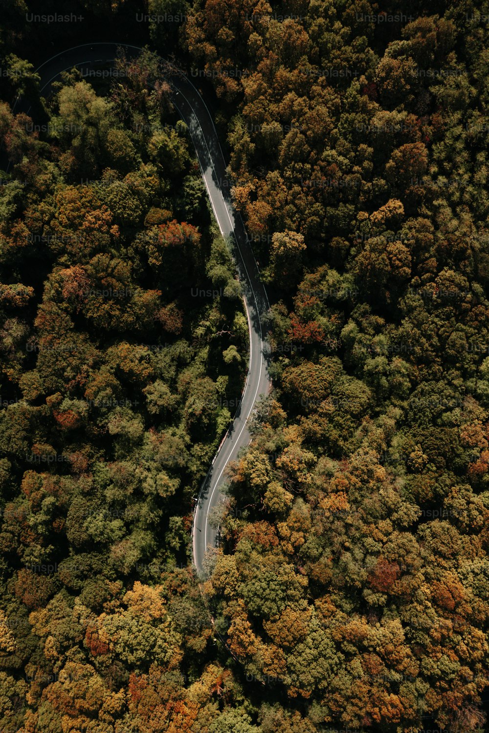 a winding road in the middle of a forest