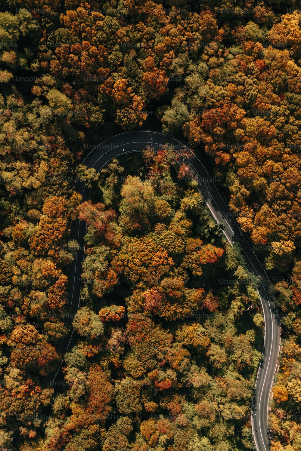 Eine Luftaufnahme einer kurvenreichen Straße, die von Bäumen umgeben ist