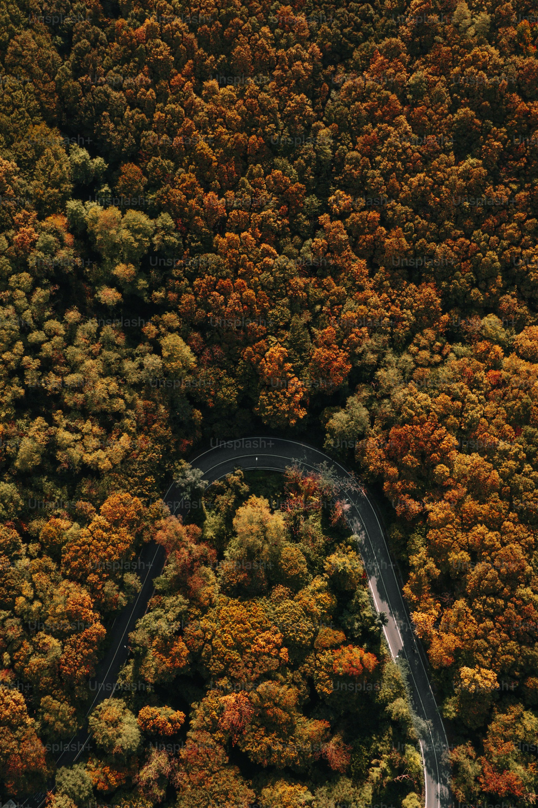 Vista aérea de uma estrada sinuosa cercada por árvores