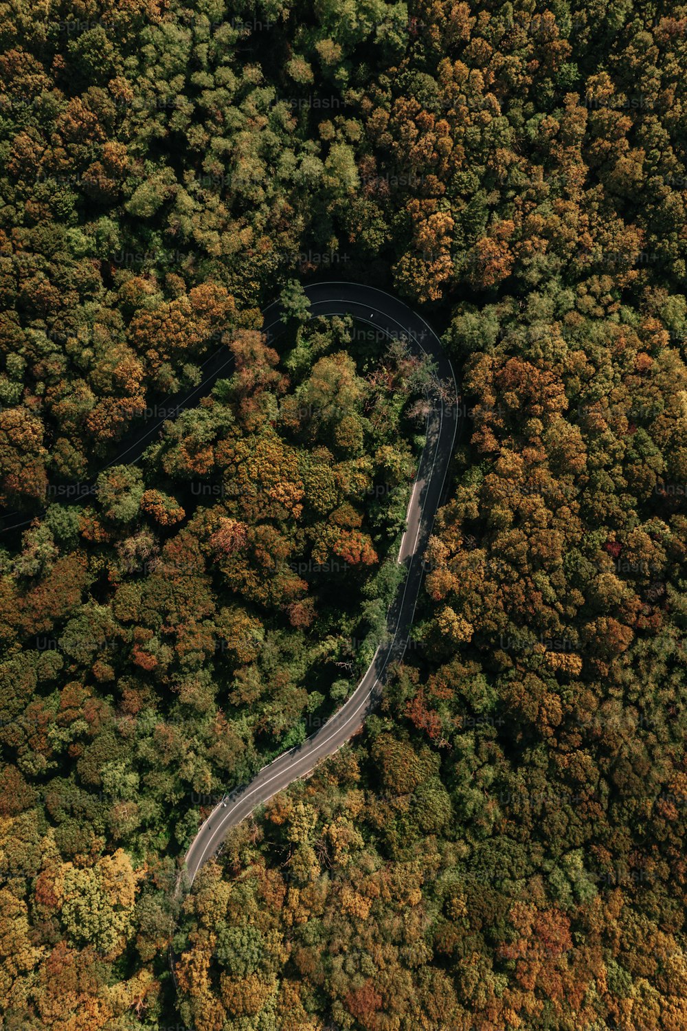 Uma estrada sinuosa no meio de uma floresta