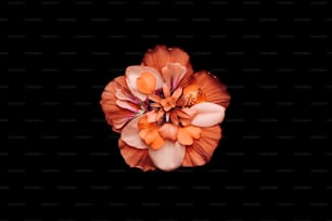 Un primo piano di un fiore su uno sfondo nero