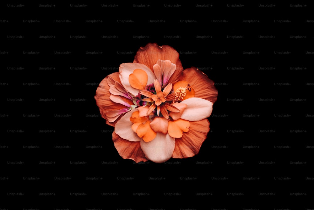 Un primo piano di un fiore su uno sfondo nero