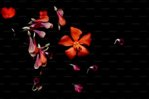 eine Gruppe roter und rosafarbener Blüten auf schwarzem Hintergrund