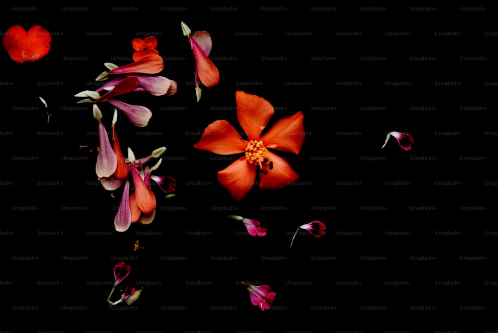 검은색 바탕에 빨간색과 분홍색 꽃 그룹