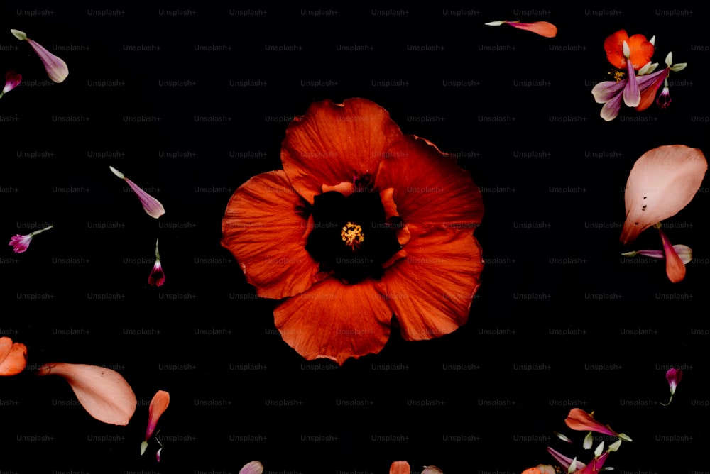 Una flor roja rodeada de pétalos sobre un fondo negro