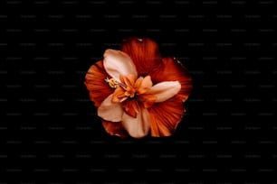 a flower is shown in the middle of a black background
