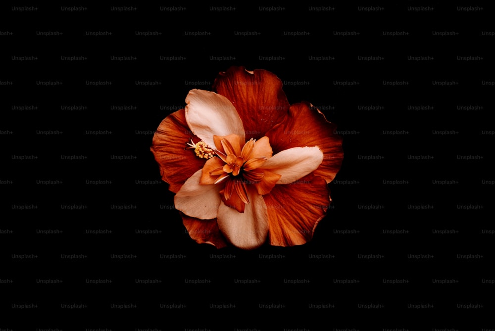 Eine Blume wird in der Mitte eines schwarzen Hintergrunds gezeigt