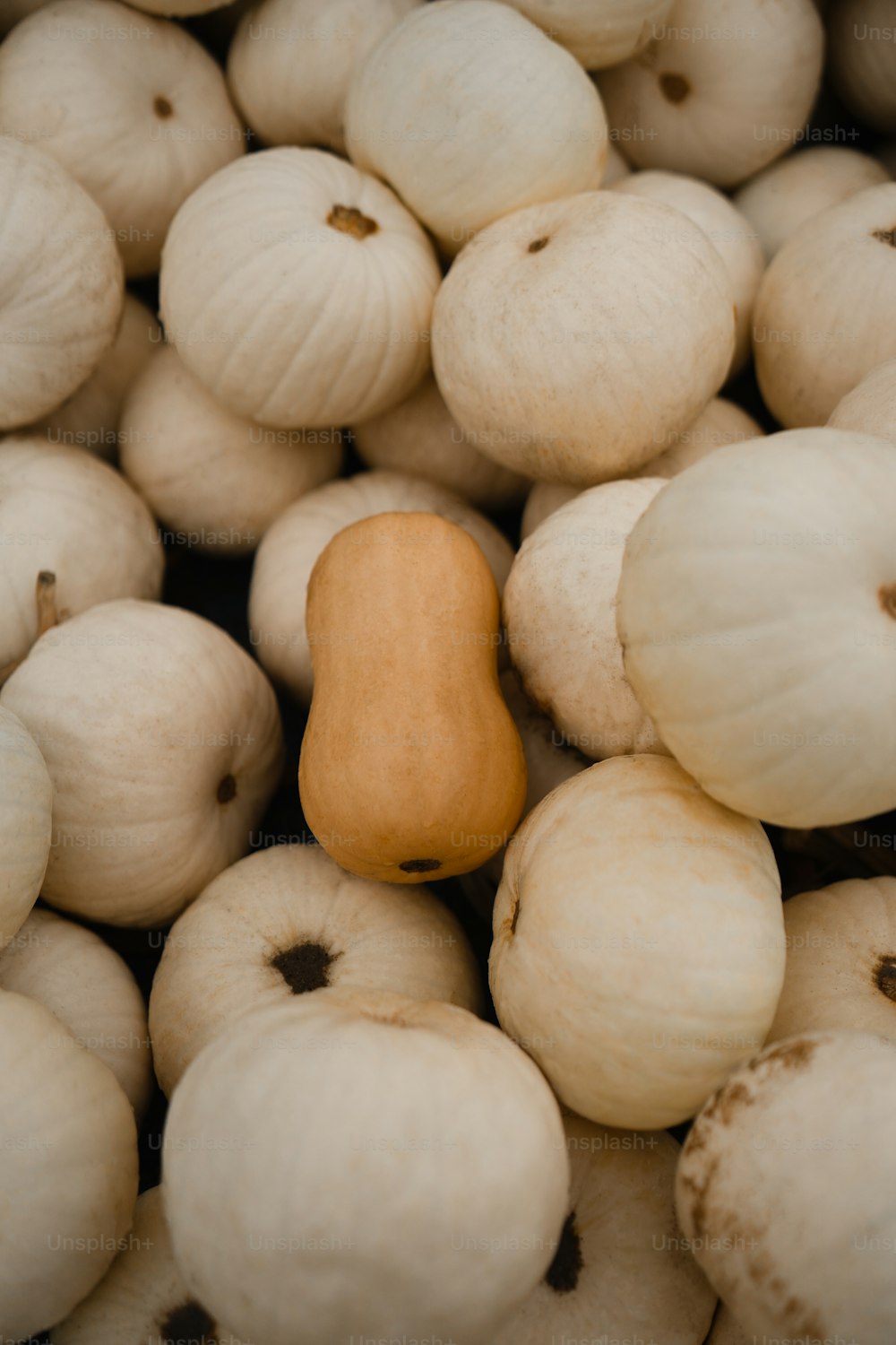 a close up of a pile of white pumpkins