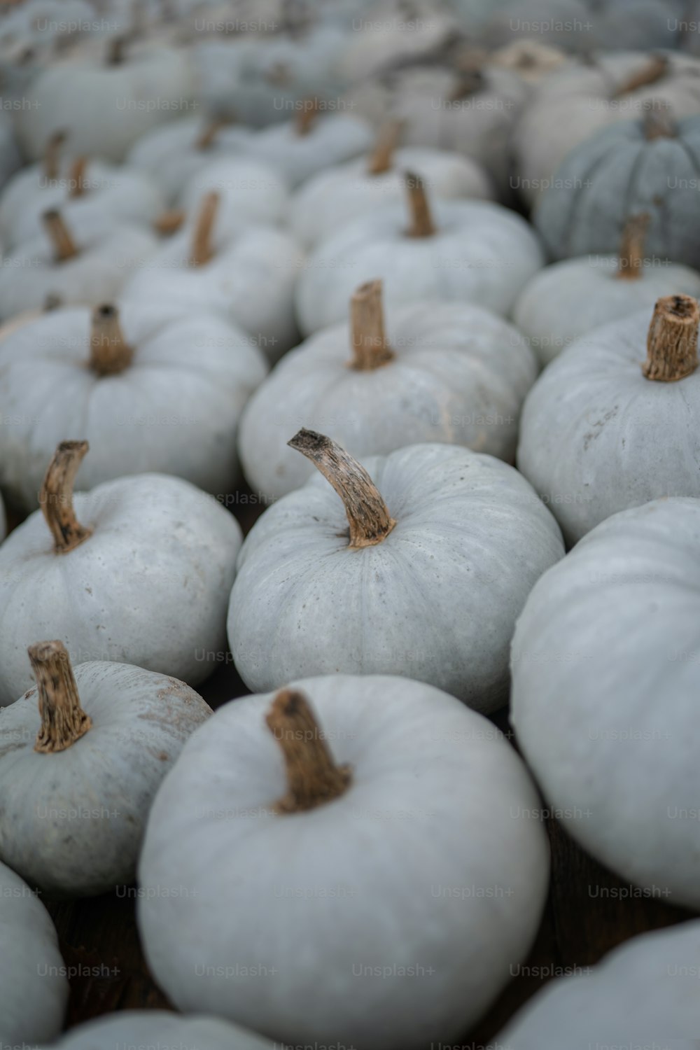 a bunch of white pumpkins sitting on top of a table