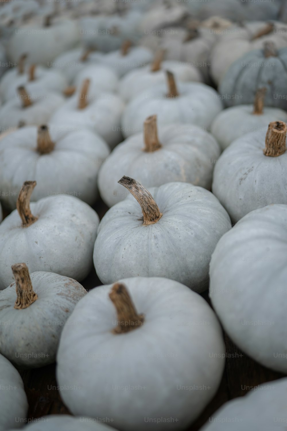 a bunch of white pumpkins sitting on top of a table