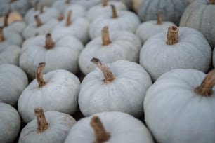a large group of white pumpkins sitting on top of each other