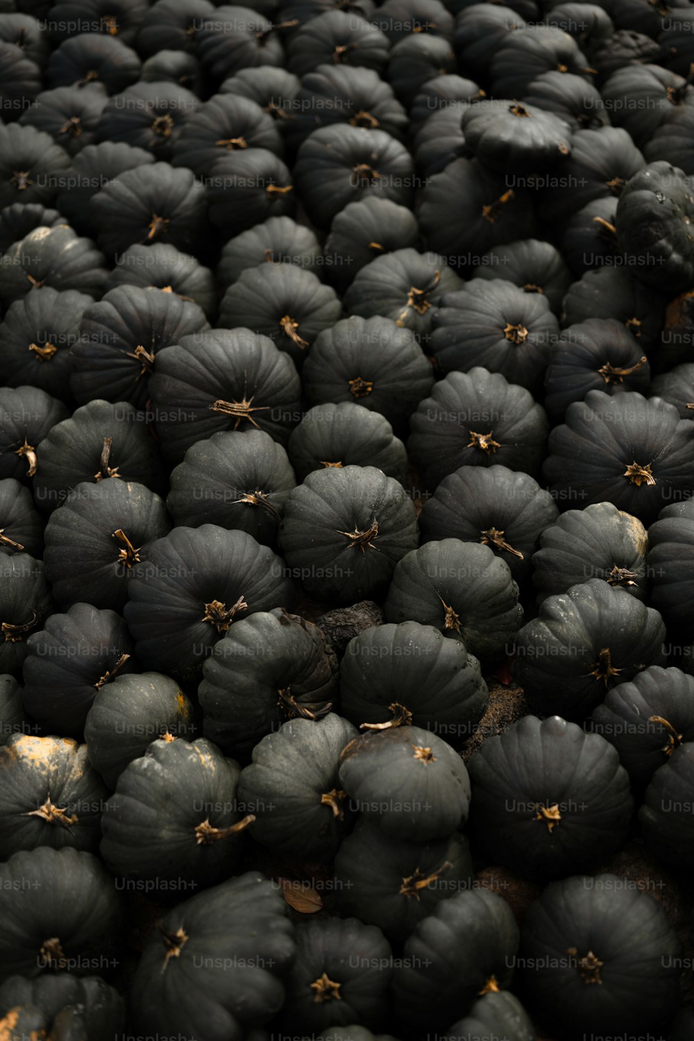um grande grupo de frutas pretas sentadas umas em cima das outras