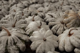 a bunch of white pumpkins sitting on top of each other