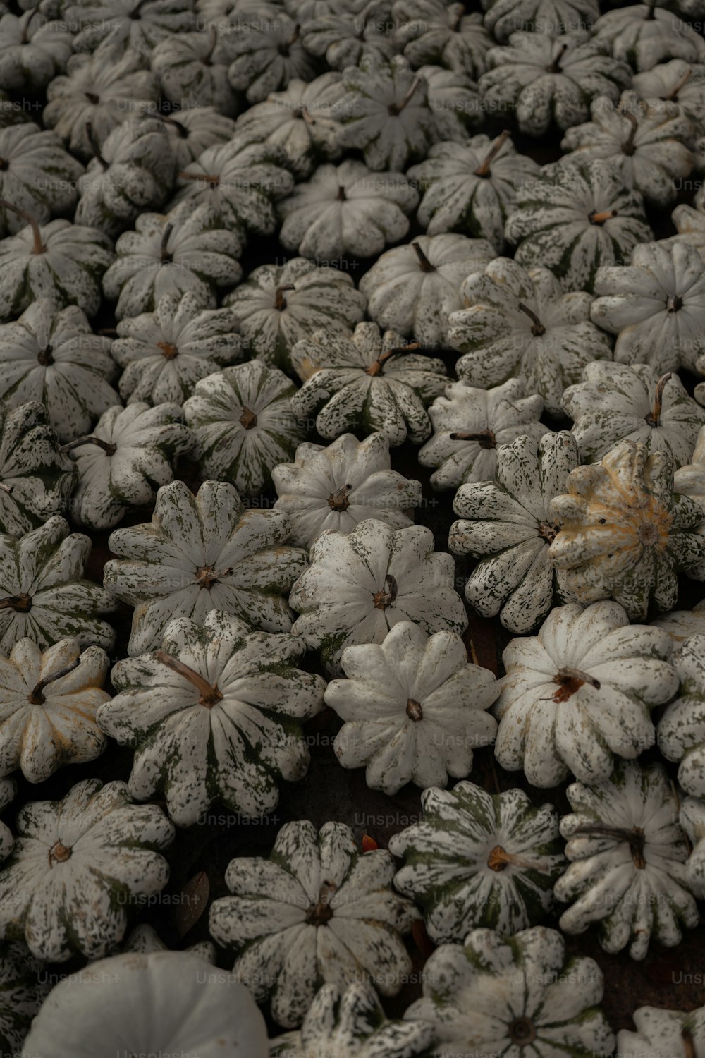 um monte de plantas cobertas de neve sentadas em cima de uma mesa