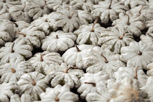 a bunch of white pumpkins sitting on top of each other