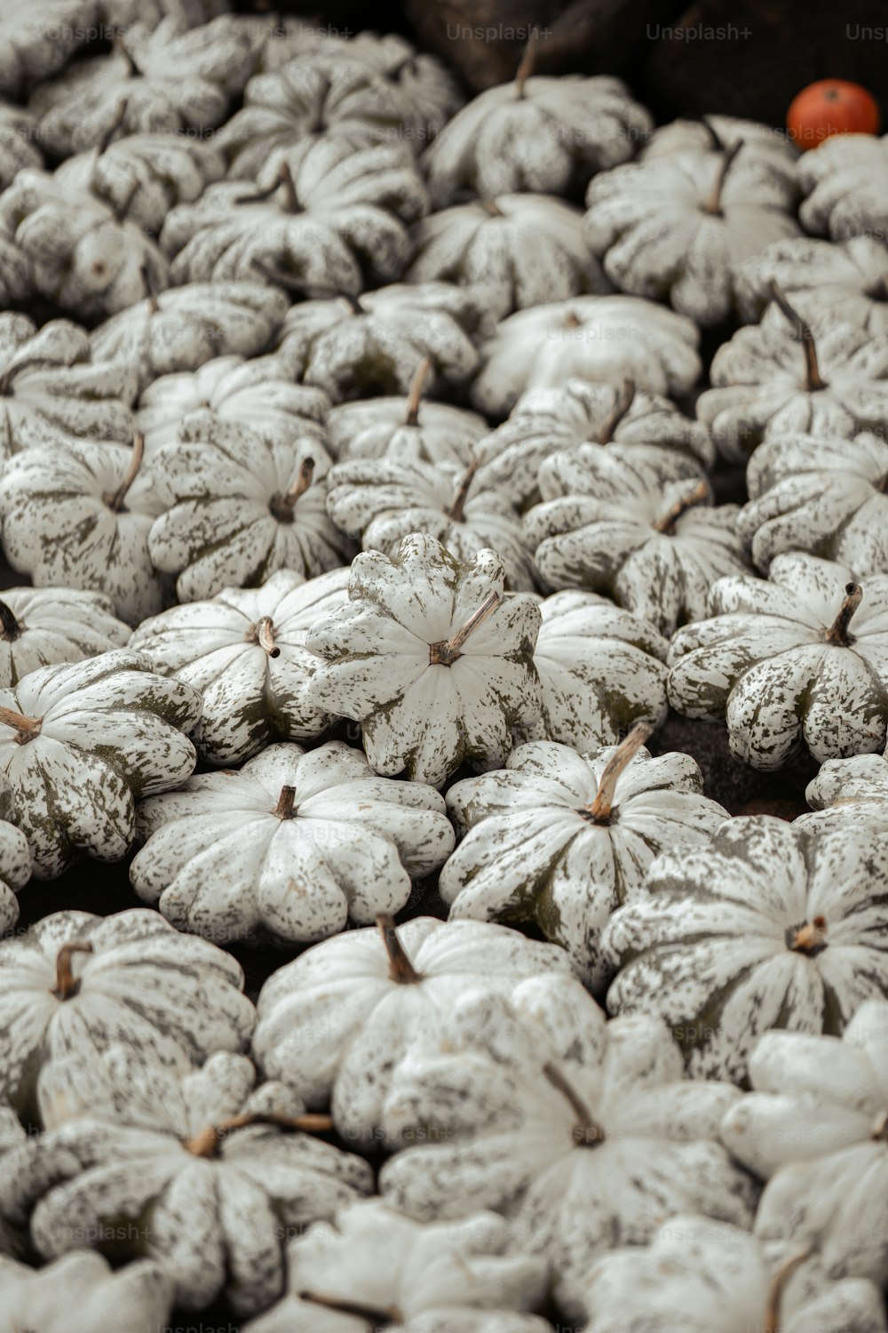 a pile of white frosted pumpkins sitting on top of a table