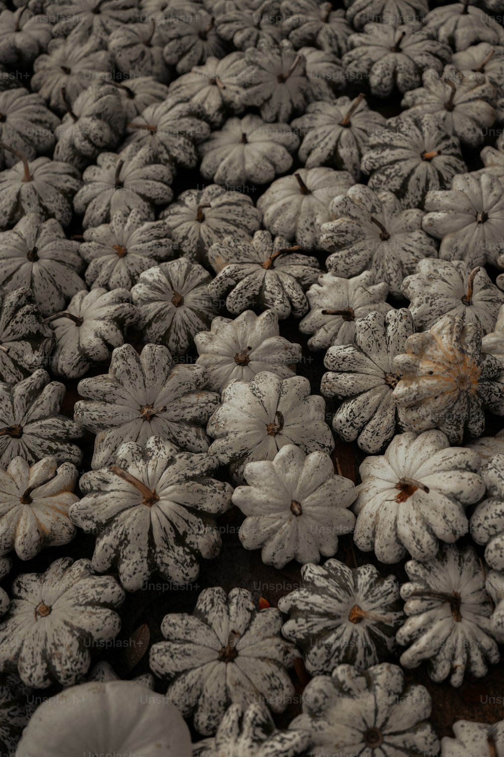 um close up de um ramo de flores coberto de geada
