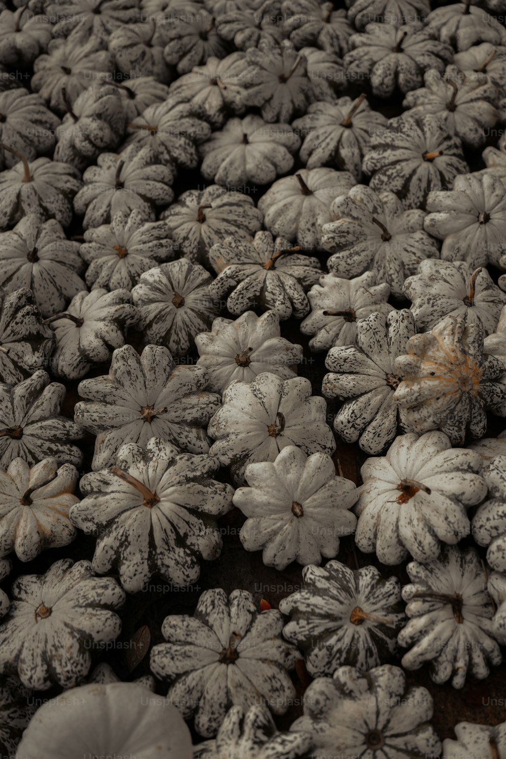 a close up of a bunch of flowers covered in frost