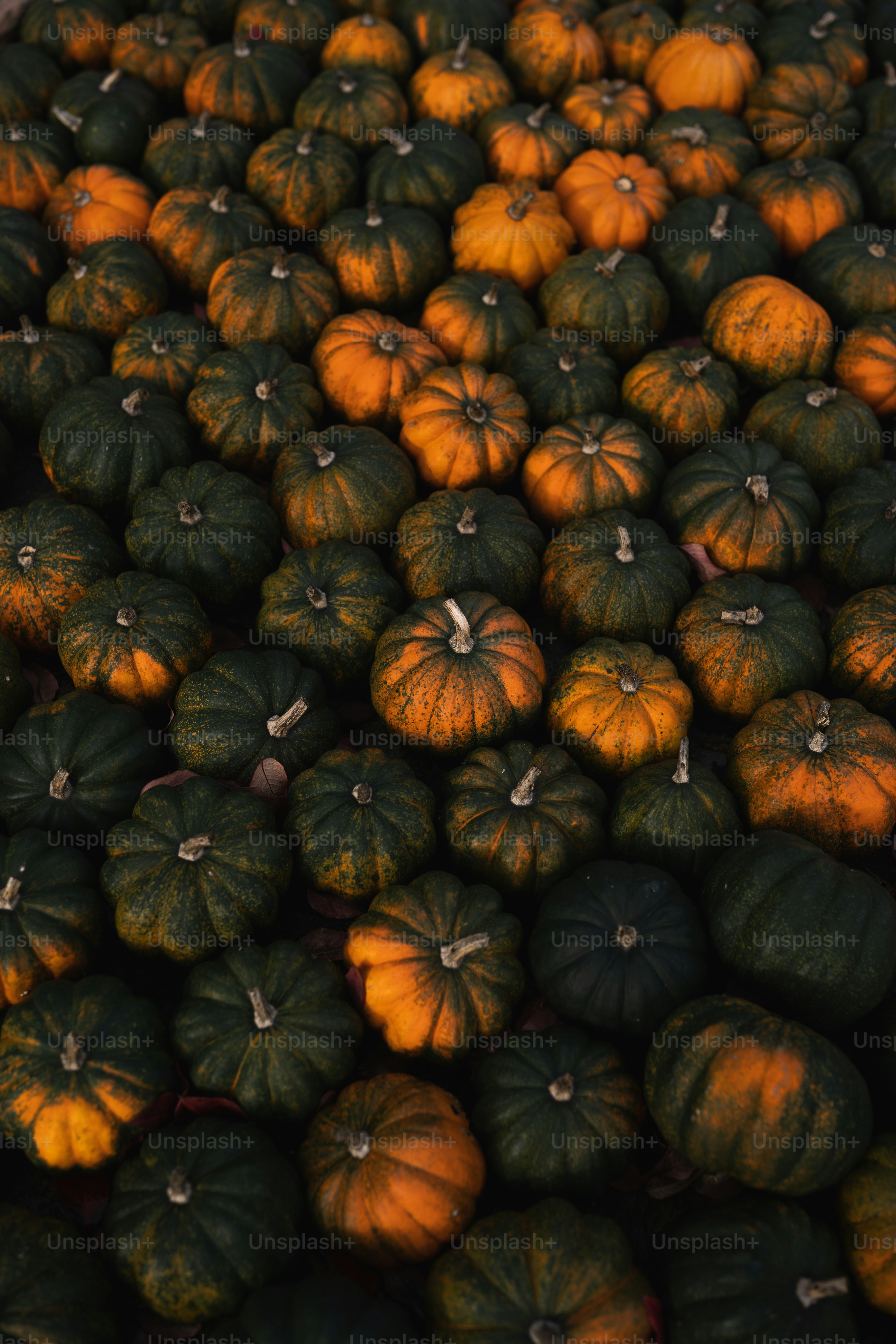 A large pile of pumpkins sitting next to each other photo – Halloween ...