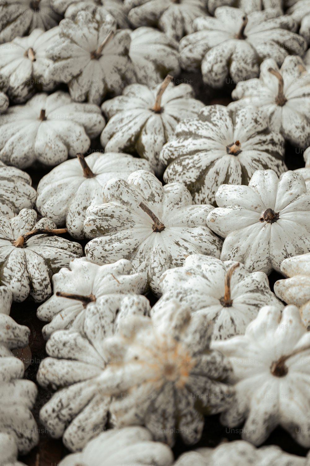 a bunch of snow covered pumpkins sitting on top of a table