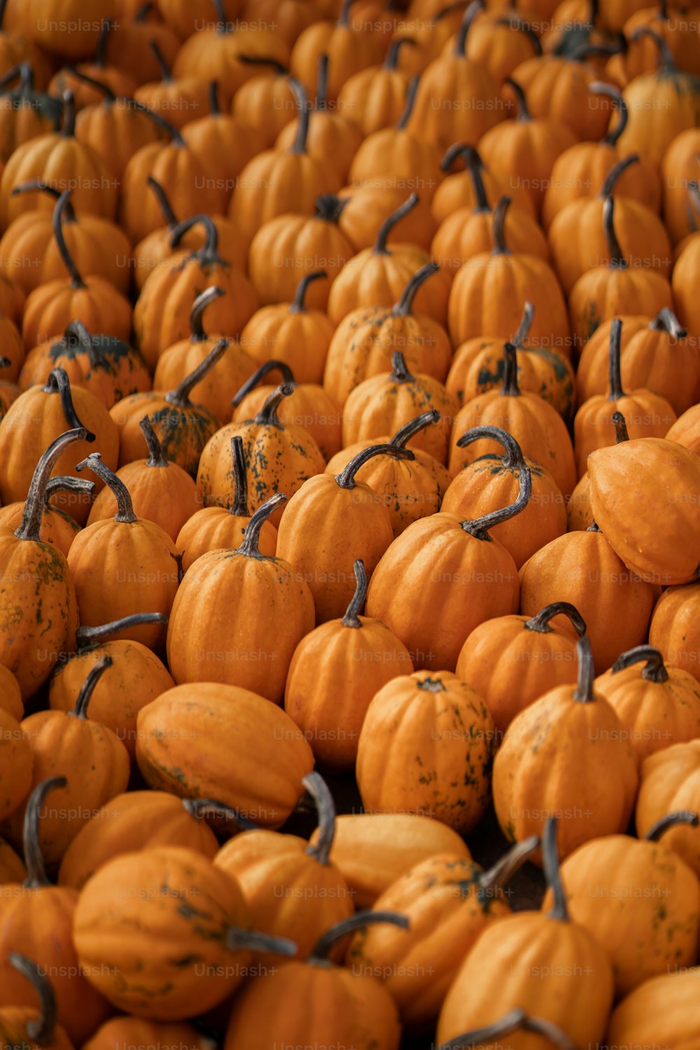 a bunch of small orange pumpkins with barbed wire around them