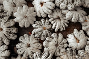 a bunch of white flowers sitting on top of each other