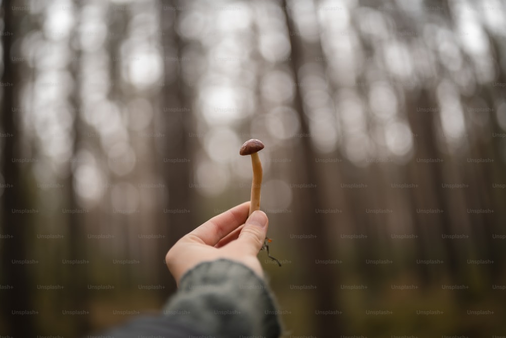 a person holding a tiny mushroom in their hand