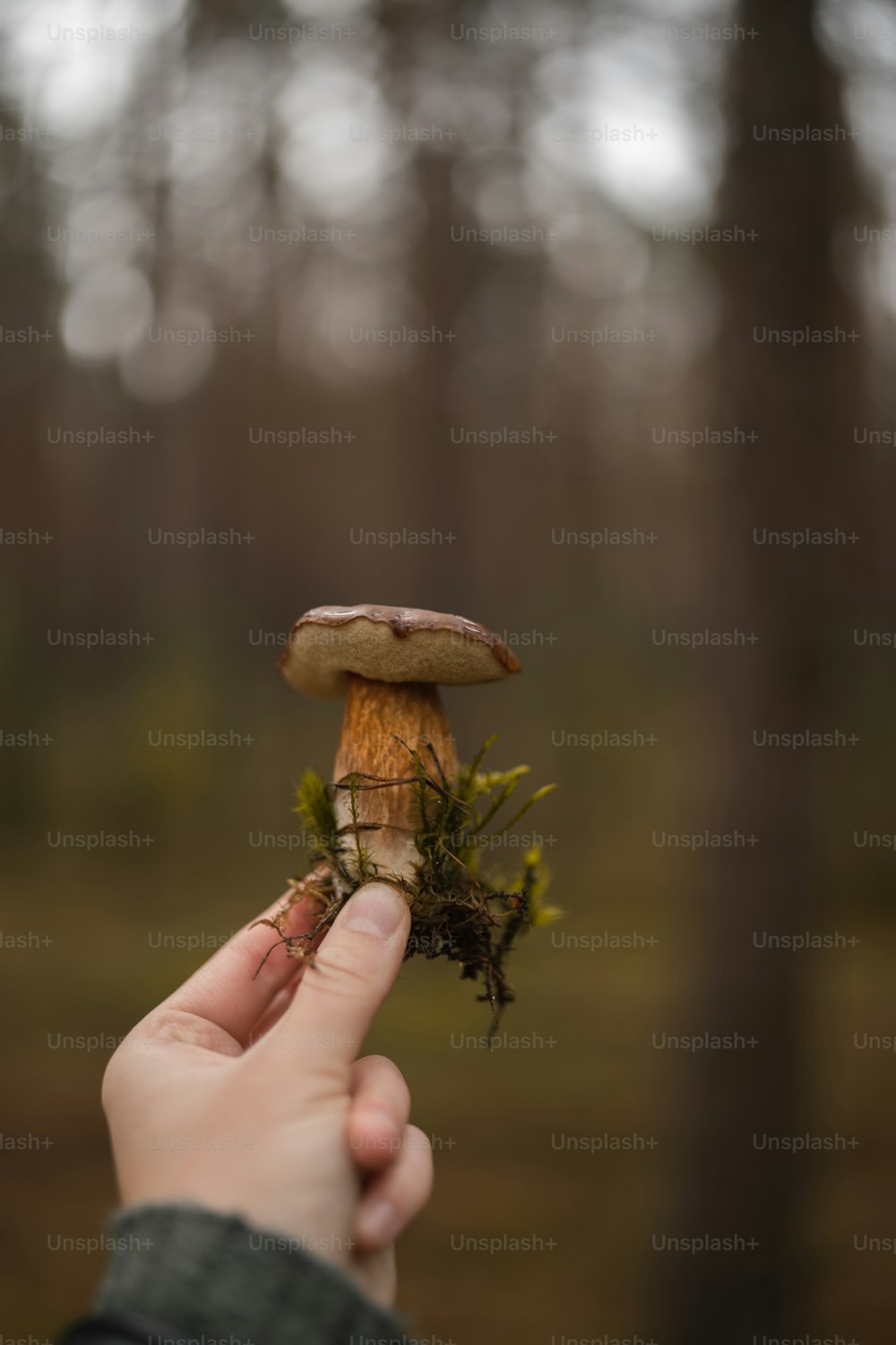 eine Person, die einen kleinen Pilz in der Hand hält