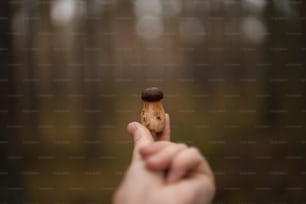 a person holding a tiny mushroom in their hand