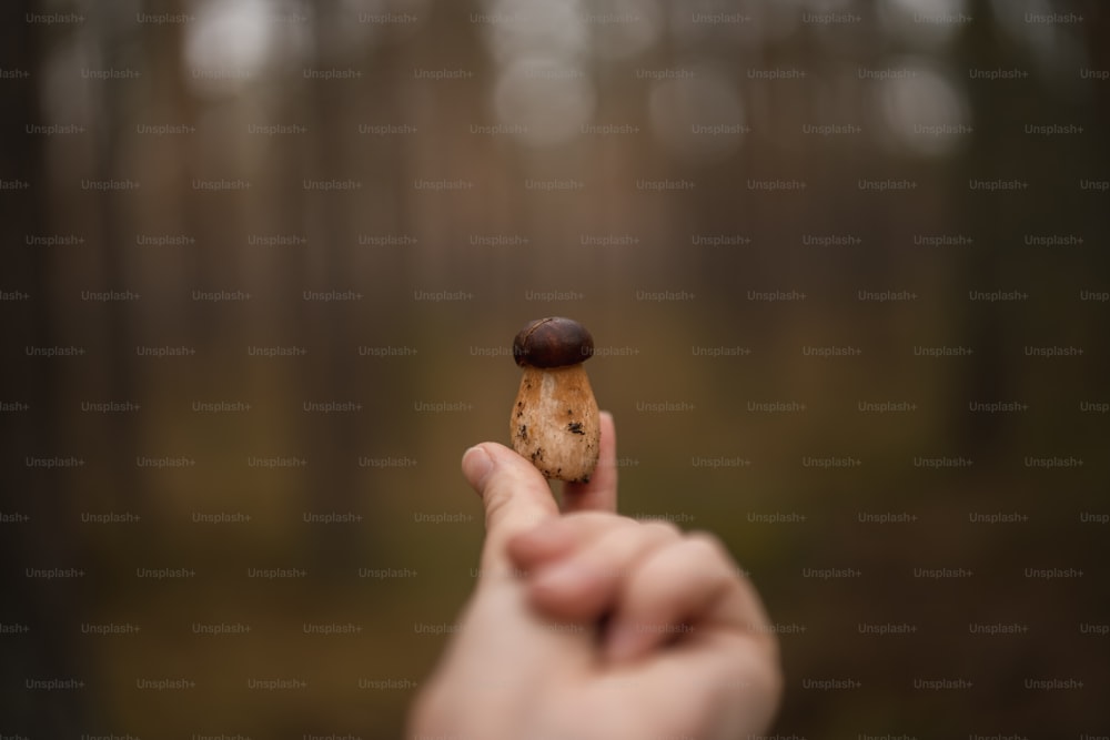 uma pessoa segurando um pequeno cogumelo na mão