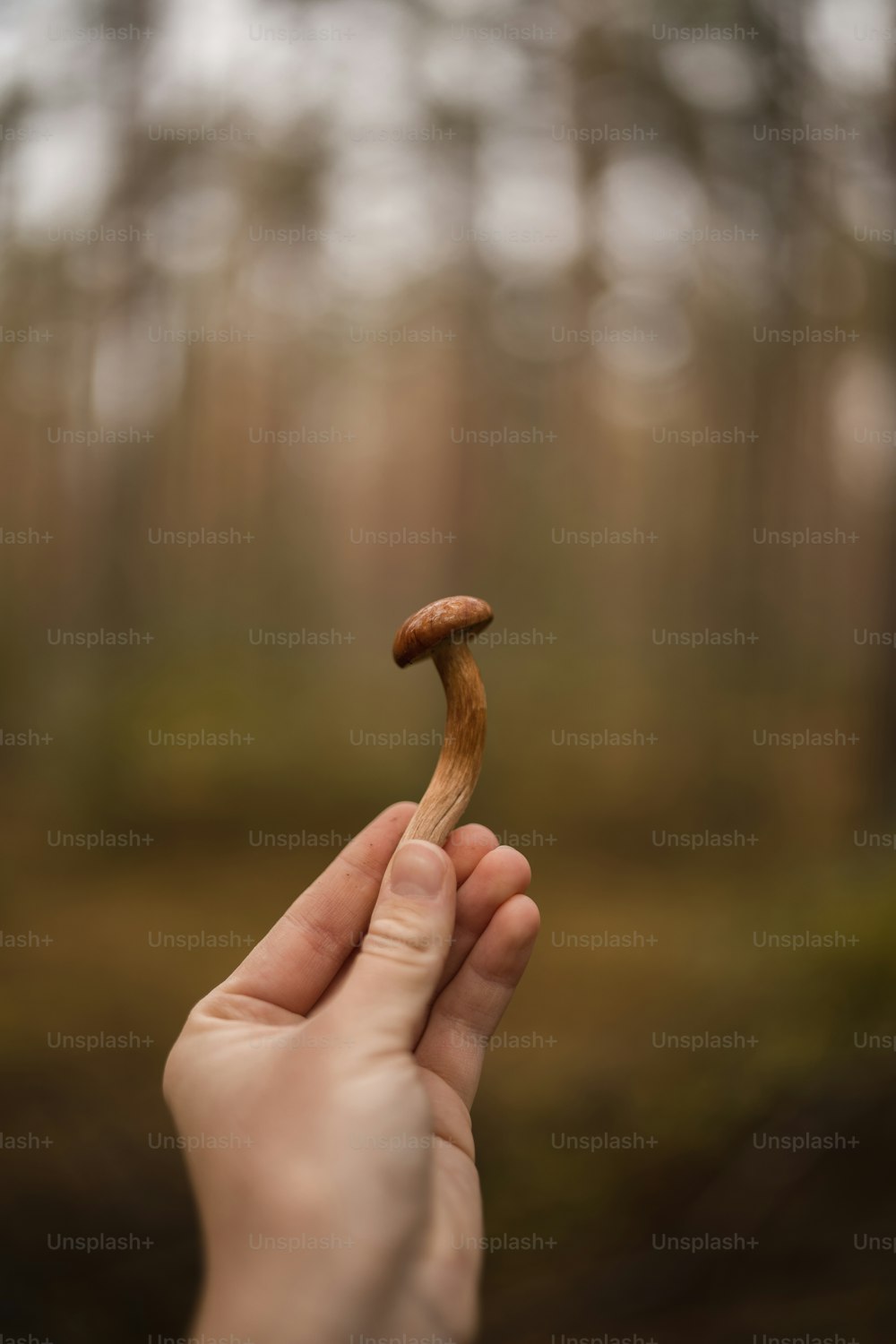 버섯을 손에 들고 있는 사람