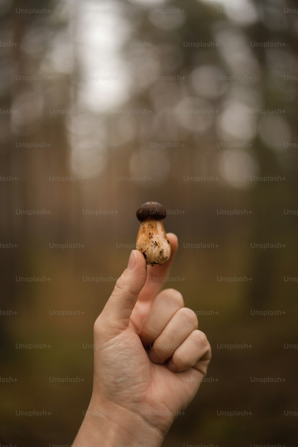 a hand holding a small mushroom in front of a forest