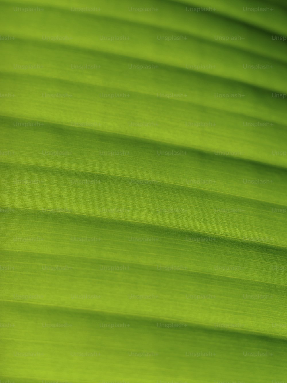 녹색 바나나 잎의 클로즈업