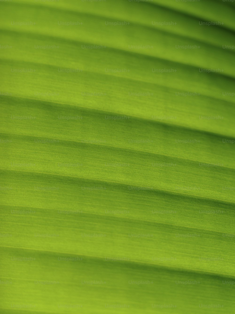 a close up of a green banana leaf