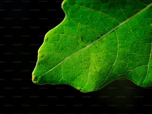 eine Nahaufnahme eines grünen Blattes auf schwarzem Hintergrund