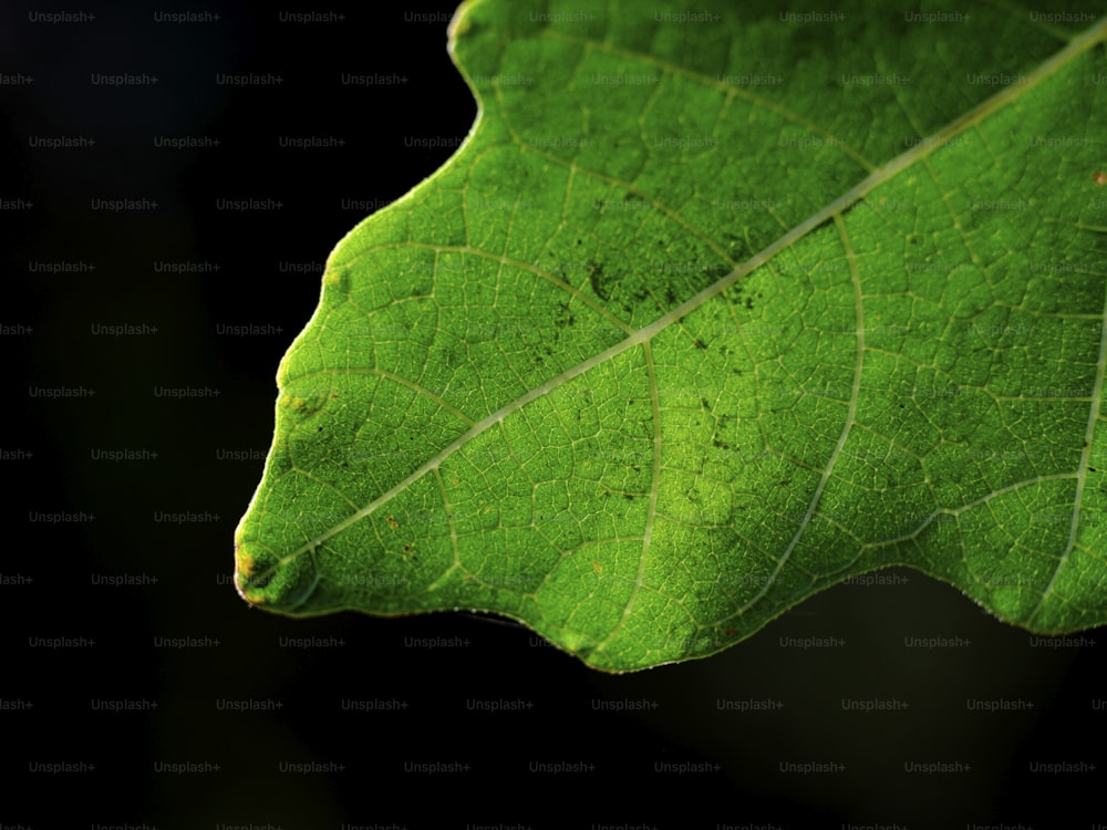 a close up of a green leaf on a black background