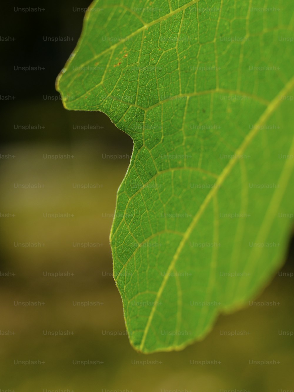 un gros plan d’une feuille verte avec un arrière-plan flou