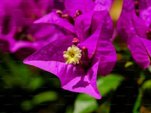 緑の葉を持つ紫色の花のグループ