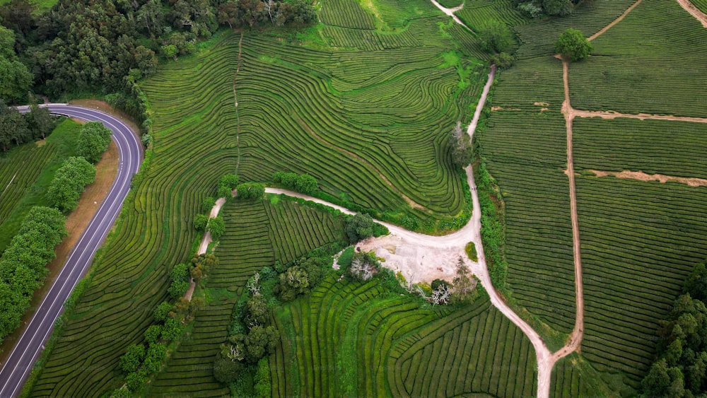 an aerial view of a road winding through a tea estate