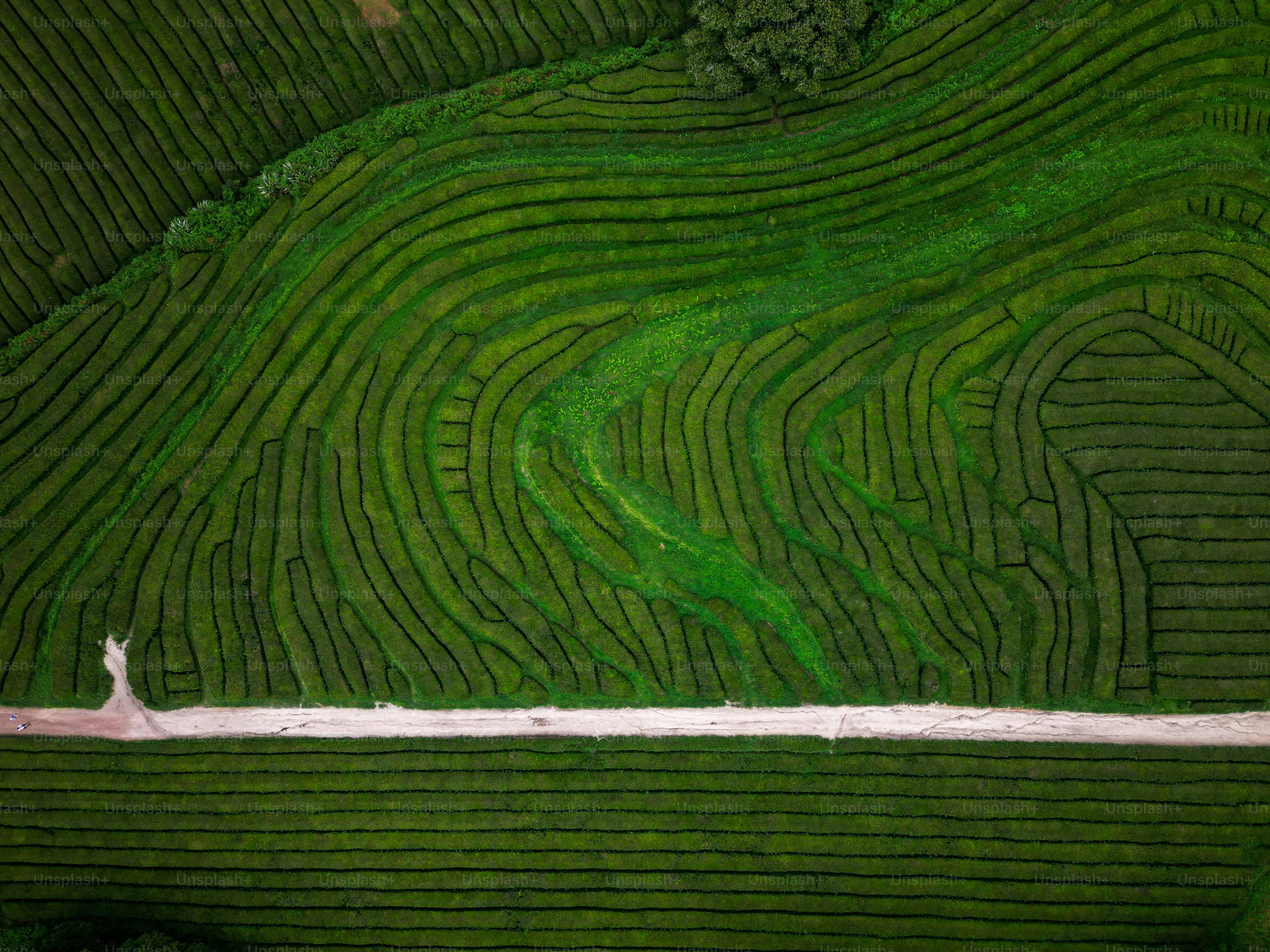 a person walking through a maze in a field